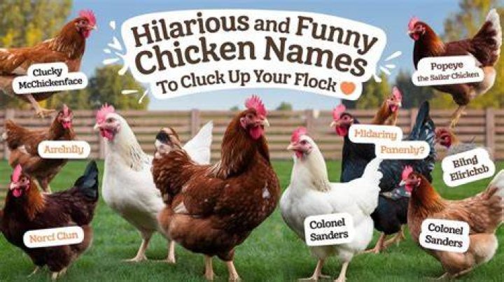 Clucking Hilarity: A Guide to Funny Chicken Names