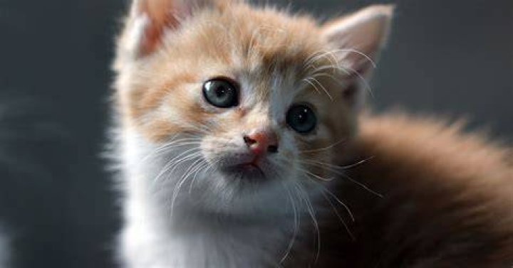 Discover the Fascinating World of I Frowed Up Cat