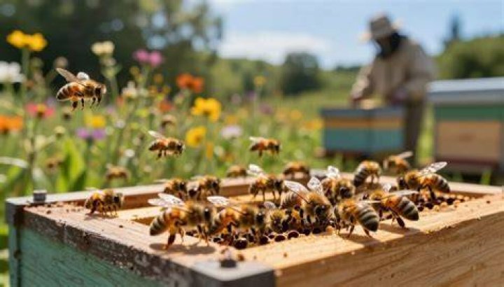 Exploring the Power of Bees MMS: A Comprehensive Guide