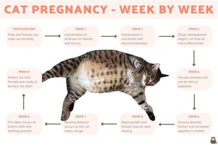 Pregnant Cat Week by Week Pictures: A Complete Visual Guide for Cat Owners